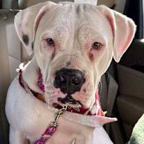 Thumbnail photo of Lily #2