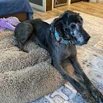 Thumbnail photo of Lola #2