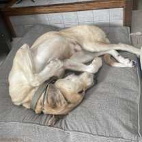 Thumbnail photo of Gordy #4