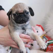 Thumbnail photo of Kershaw #4