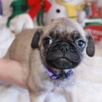 Thumbnail photo of Roki #1