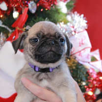 Thumbnail photo of Roki #2