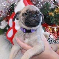 Thumbnail photo of Roki #3