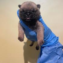 Thumbnail photo of Roki #4