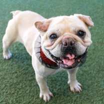 Thumbnail photo of Adele #2