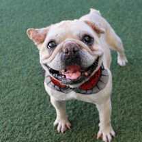 Thumbnail photo of Adele #4