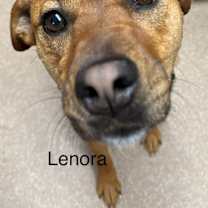 Thumbnail photo of Lenore "Lennie #3