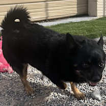 Thumbnail photo of Oreo #2