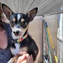 Thumbnail photo of Phoenix #1