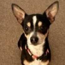 Thumbnail photo of Phoenix #2