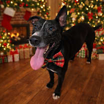 Thumbnail photo of Oswald #1