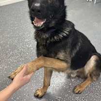 Thumbnail photo of Hans #1