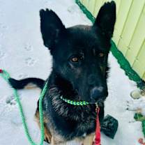 Thumbnail photo of Hans #3