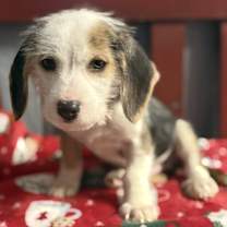 Thumbnail photo of Joe #1