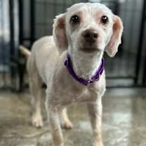 Thumbnail photo of Nugget #1