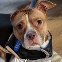 Thumbnail photo of Dexter #1