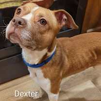 Thumbnail photo of Dexter #2