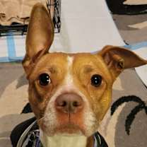 Thumbnail photo of Dexter #3