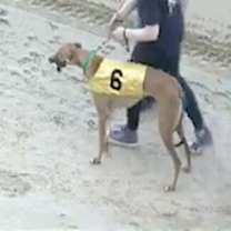 Thumbnail photo of RG McGibb (Gibby) #2