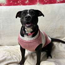 Thumbnail photo of Onyx #1