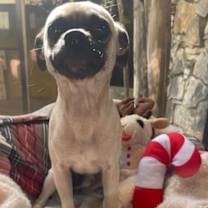 Thumbnail photo of Pumbaa #2