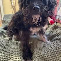 Thumbnail photo of Acee #1