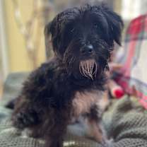 Thumbnail photo of Acee #2