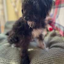 Thumbnail photo of Acee #3