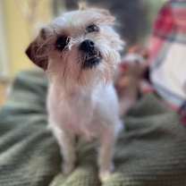 Thumbnail photo of Dazie #3