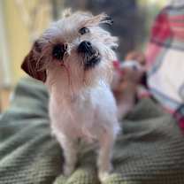 Thumbnail photo of Dazie #4