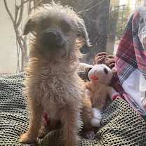 Thumbnail photo of Louie #1