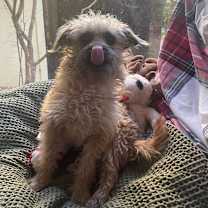 Thumbnail photo of Louie #2