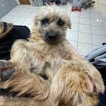 Thumbnail photo of Louie #3