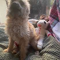 Thumbnail photo of Louie #4