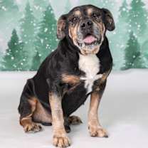 Thumbnail photo of Guinness #3