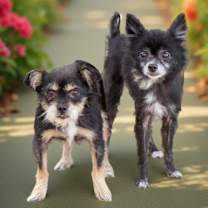 Thumbnail photo of Motty / Zoe #1