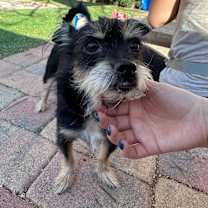 Thumbnail photo of Motty / Zoe #2