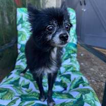 Thumbnail photo of Motty / Zoe #4