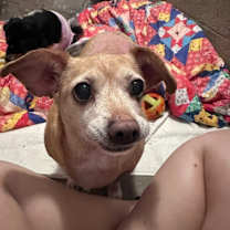 Thumbnail photo of Honey / Bunny #2