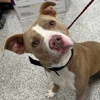 Thumbnail photo of Handsome Henry #1