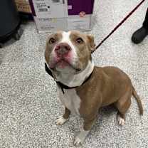 Thumbnail photo of Handsome Henry #2