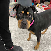 Thumbnail photo of Maple #1