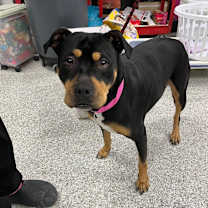 Thumbnail photo of Maple #2