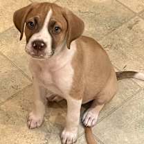 Thumbnail photo of Barney #2