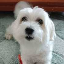 Thumbnail photo of Dexter #1