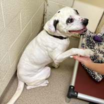 Thumbnail photo of Finn #4