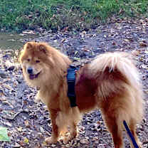 Thumbnail photo of Muffy #3