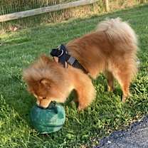 Thumbnail photo of Muffy #4