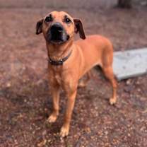 Thumbnail photo of Star #4