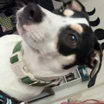 Thumbnail photo of Loki #2